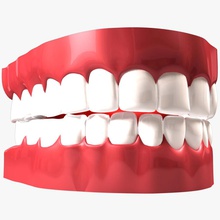 teeth aelxr anatomy bicuspid body character chew dental enamel fangs gum human incisor jaws mandibular medicine model molars mouth premolar root skull tongue tonsil 3d print model - Mito3D