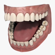 teeth anatomy body character cyberworlduser dental female gum head human jaws male medical model mouth muzzle organs palate people realistic texture throat tongue 3d print model - Mito3D