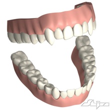 dientes la anatomía cuerpo carácter de dentadura femenino goma mascar cabeza humanos las mandíbulas masculino boca personas shiva3d esquelético el cráneo 3d print model - Mito3D