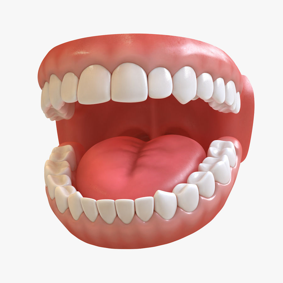 teeth anatomy canine character dental gum hand incisor jaws marmoset medicine model molars mouth ortho painted palate pbr real roman3dd science throat time tongue toolbag 3D print model - Mito3D