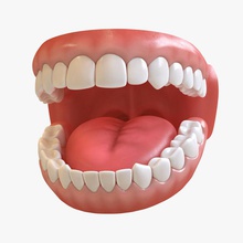 denti l'anatomia canino carattere dental gum mano incisivo le mascelle uistitì la medicina modello molari bocca ortho dipinto il palato pbr vero roman3dd scienza di gola tempo lingua toolbag 3d print model - Mito3D