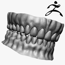 teeth base mesh zbrush 3d anatomy body bone canine caries character dentist gum head human incisor jaws medical model molars premolar realistic science skull stiffme1ster stomatology ztl 3d print model - Mito3D