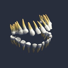 i denti molari l'anatomia corpo carattere dentadure umana medico modello scienza unjosnav 3d print model - Mito3D