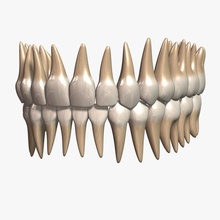 dentes v20 3dmag anatomia bicúspide o corpo canino personagem de cúspide a dentina dentição esmalte humanos incisivo mandibular modelo molares pessoas permanente pré-molar realista os v2 0 sabedoria 3d print model - Mito3D