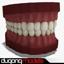 denti l'anatomia bicuspide corpo canino carattere dental la dentina dentizione dientes dugm01 dugongmodels gengiva gum umana laterar medico modello molari occlusione premolare scienza 3d print model - Mito3D