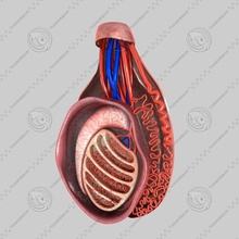 testis 577060988 anatomi vücut karakter üretici cinsel organlar bezi insan erkek tıbbi model penis üreme bilim testisler 3d print model - Mito3D