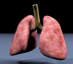 textured lungs anatomic anatomy body character circulatory human lung medical model pulmonary respiratory science system texture unjosnav 3d print model - Mito3D