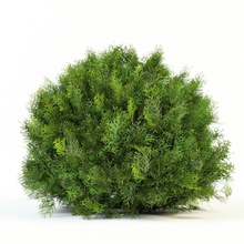 thuja occidentalis danica arborvitaes brunch les buissons de conifères cyprès la fleur forêt jardin globe or l'herbe lanfir111 feuille modèle aiguilles l'usine arbustes petite thuyas d'arbre en arbre 3d print model - Mito3D