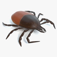 tick abramsdesign animal arachnid bug disease dog game insects lower lyme mite model parasite poly predator ready real time 3d print model - Mito3D