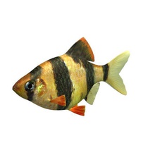 tiger barb v1 le tigre animaux imprimable lowpoly 3d print model - Mito3D