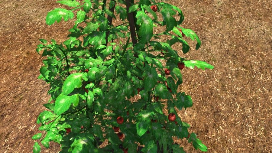Tomaten Pflanzen black phantom chill Essen grün Modell pflanze rot klein Tomate Gemüse 3D print model - Mito3D