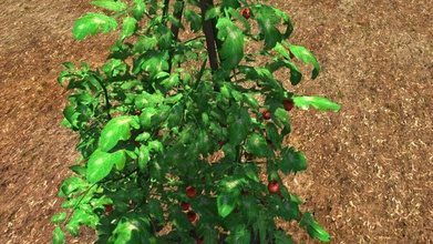 Tomaten Pflanzen black phantom chill Essen grün Modell pflanze rot klein Tomate Gemüse 3d print model - Mito3D