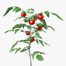domates bitkisi abramsdesign tarım gıda taze meyve bahçe yeşil yaprak model doğa bitki üretmek kırmızı küçük ağaç sebze 3d print model - Mito3D