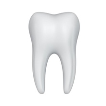 dente l'anatomia cura la carie masticare bambino dent dental dentina il dentista protesi lo smalto salute umana più in basso mad dito medico modello molari bocca permanente root scienza secondo denti 3d print model - Mito3D