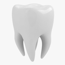 dente l'anatomia dent dental dentizione lo smalto levking medico modello molari bocca scienza stomatologia la pietra denti 3d print model - Mito3D
