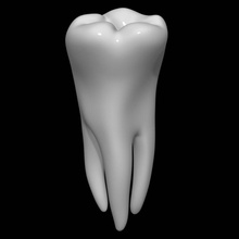 diente molar la anatomía bicúspide cuerpo hueso canino carácter de cúspide dental dentista odontología dentición el esmalte femenino humanos incisivo masculino médica medicina modelo los molares boca personas realista ciencia dientes vegarian 3d print model - Mito3D