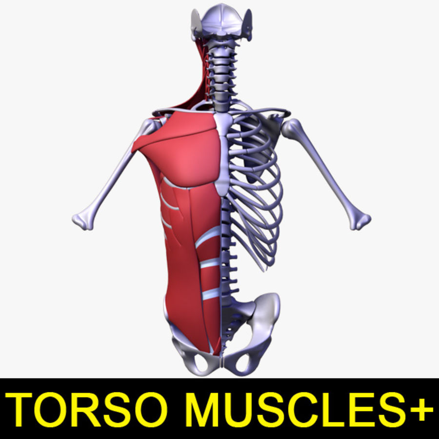 gövde, insan vücudunun kasları anatomi kol vücut kemik karakter göğüs kadın leo3dmodels model Kas pelvis yivli omuz iskelet omurga tendon torso 3D print model - Mito3D