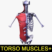 torso muscles human body anatomy arm bone character chest female leo3dmodels model muscle musculature pelvis ribbed shoulder skeleton spine tendon 3d print model - Mito3D