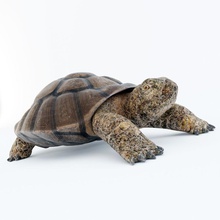 la tortue animal griffe l'oeuf de modèle les pattes reptiles shell vgvladimir l'eau 3d print model - Mito3D