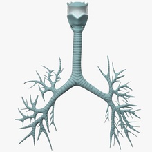 Luftröhre anatomischen Modell 3d-molier anatomische Anatomie die biologische atmen der Bronchien Bildungs - Mensch intern international Kehlkopf Lunge medizinische Organe Atemwege Wissenschaft wissenschaftliche system Kehle ist 3d print model - Mito3D