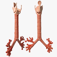 trachea bronchi 3d molier aria l'anatomia corpo respirare bronchiale carattere umana interno modello gli organi la respirazione respiratorio sistema torso del tratto vray 3d print model - Mito3D