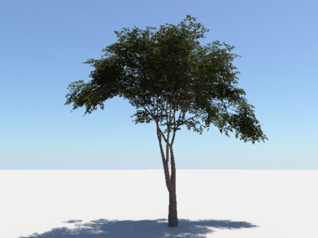 albero piante 3D print model - Mito3D