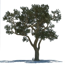 albero la california ctnew2011 ambienti forrest modello natura quercia pianta legno 3d print model - Mito3D