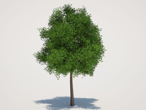 albero brunch paesaggio foglia più in basso modello la pianta poli poligono risoluzione estate trueview3d il tronco vegetazione 3d print model - Mito3D