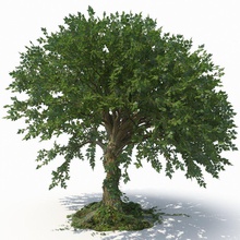 albero corteccia di latifoglie ecleposs ambienti fiore la foresta ivy paesaggio foglia modello natura pianta realistici ceppo vegetazione vray legno 3d print model - Mito3D