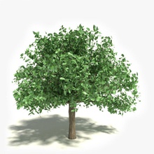 árvore abramsdesign a agricultura apple ash casca grande floresta o verde paisagem folha modelo natureza carvalho planta de altura vegetação madeira 3d print model - Mito3D