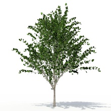tree 05 architecture bark deciduous elements foliage forest leaf model mrviz plant vegetation 3d print model - Mito3D