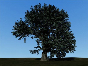 albero a terra con texture la quercia le piante 3d print model - Mito3D