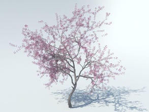 tree sakura blossom cherry flower japan model nature oak plant quality realistic red vray 3d print model - Mito3D