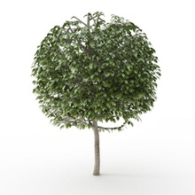 albero tagliato sfera lo sposo foglia luca rc modello parcheggio la pianta giro sfere street trim il tronco vegetazione 3d print model - Mito3D