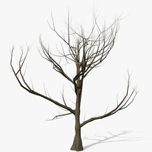 árbol sin hojas abramsdesign de la corteza muertos halloween horror hoja modelo roble planta realista miedo invierno 3d print model - Mito3D