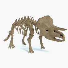 triceratops esqueleto abrams anatomia animais arqueologia osso dos desenhos animados criações cretáceo dinossauros fósseis modelo - esquelético toon 3d print model - Mito3D