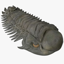 fósil de trilobites 2 3d molier animal la arqueología artrópodos los dinosaurios el exoesqueleto extinguido en marina modelo paleozoico ciencia sealife piedra vray 3d print model - Mito3D