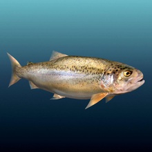 la trucha animal de pescado alimentos lago loretah modelo océano río mar bajo el agua 3d print model - Mito3D