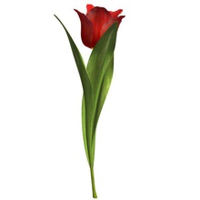 tulip flower v1 Pflanzen wildlife Blume bedruckbar ist lowpoly Tierwelt 3d print model - Mito3D