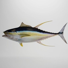 ton balığı 3d hayvan akvaryum su tekne balık gıda goldfish göl max model okyanus gölet nehir somon deniz sahile yakın shpinok spor test tsaruk V-ray'in 3d print model - Mito3D