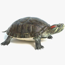 turtle abramsdesign animal creatures eared game lower model pbr pets poly pond ready real red reptiles slider time western wildlife 3d print model - Mito3D