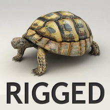 tortuga amañado animal bípedo hueso kvakling inferior lowpoly modelo poli los reptiles aparejo shell de la piel testudo 3d print model - Mito3D