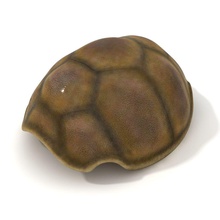 turtle shell anatomy animal bone creatures lower model mrestel nature poly reptilia tortoise wildlife 3d print model - Mito3D