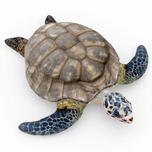 tartaruga anfibi animale corpo il corallo piedi terra in pelle modello mare shell vgvladimir acqua 3d print model - Mito3D