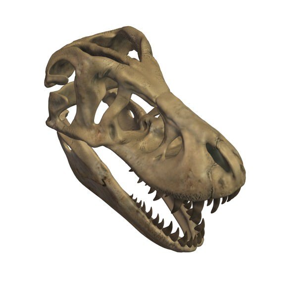 tyrannosaurus rex cranio fossile v1 fossili artefatti stampabile lowpoly 3D print model - Mito3D