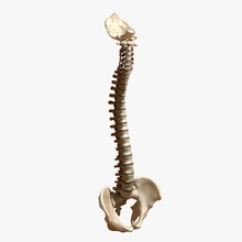 ultimate human spine pelvis os sacrum anatomy back cranium body bone brains character disc male medical model nerve occipitale science scyrus skeleton skull vertebrae 3d print model - Mito3D