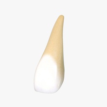 üst orta kesici anatomi vücut Merkez karakter taç dechev diş yapısı emaye ilk insan mandibular model ağız nikola insanlar gerçekçi 3d print model - Mito3D