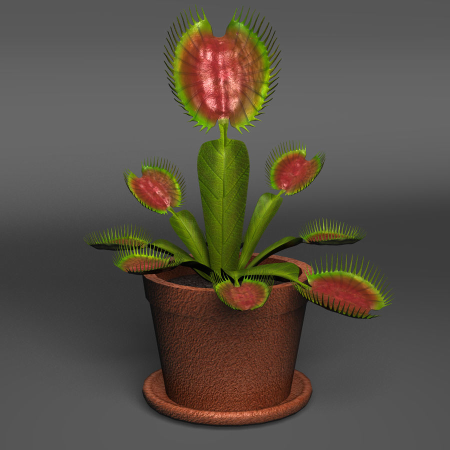 venus fly trap aircamp erro carnívoros de comer flor voar flytrap jardim com efeito estufa insetos a folha pouco carne modelo pétala planta jogando pote loja o solo armadilha árvore vaso vênus 3D print model - Mito3D