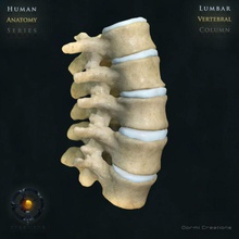 la columna vertebral lumbar anatomía cuerpo hueso de cuello uterino carácter el cóccix humanos zona médica modelo oormicreations sacro ciencia esqueleto espinal cirugía torácica las vértebras 3d print model - Mito3D
