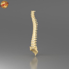 vertebral column anatomy body bone character chords coccyx disc human joint lumbar medical model pelvis ribcage scapula science skeleton snscgworks spinal spine torso vertebrae 3d print model - Mito3D
